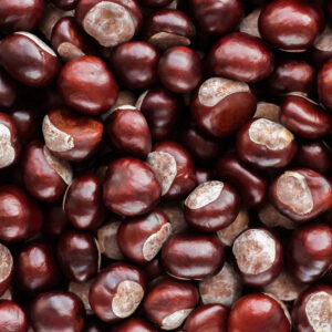 Chestnut Seeds