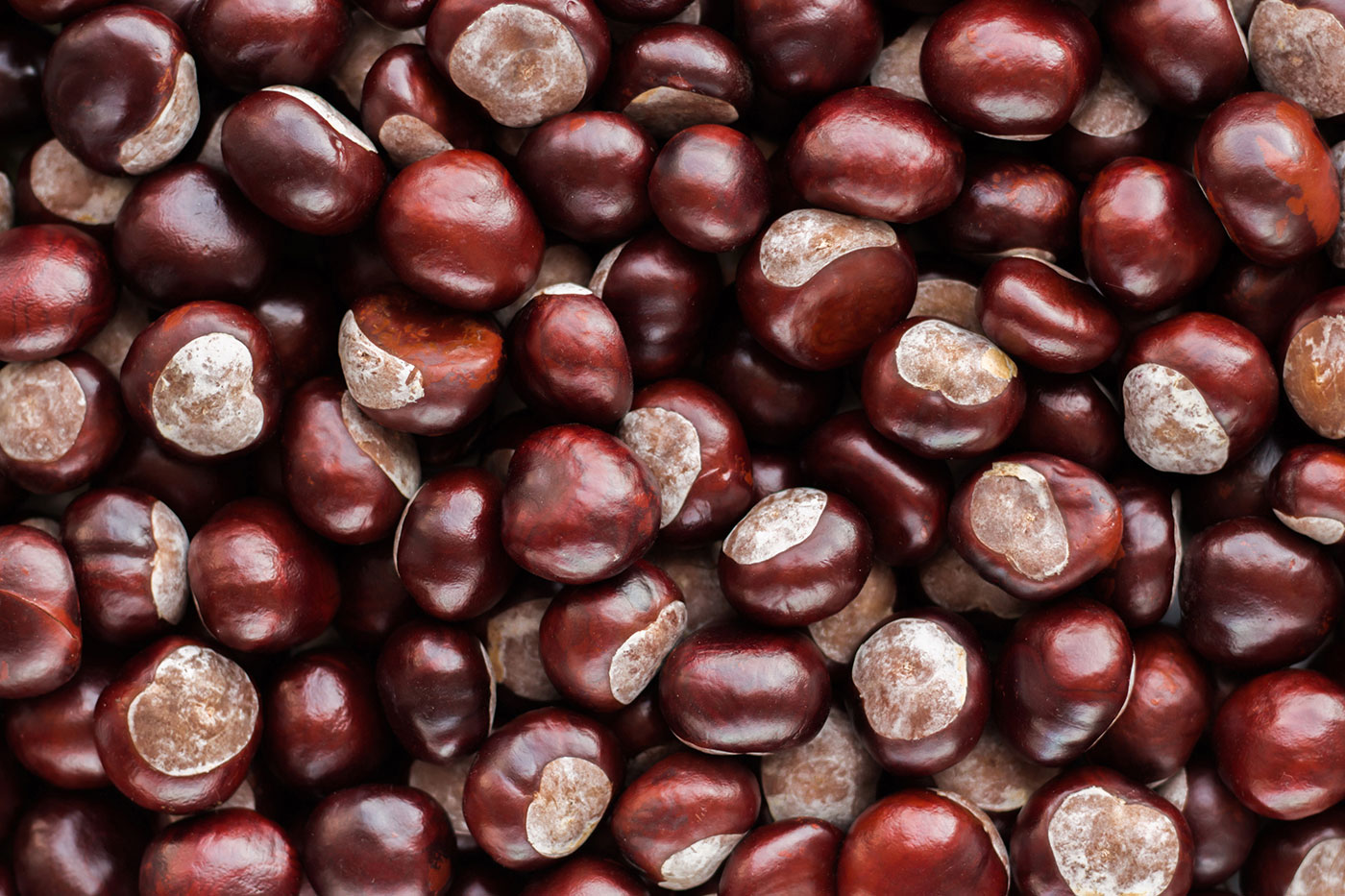 Chestnut Seeds